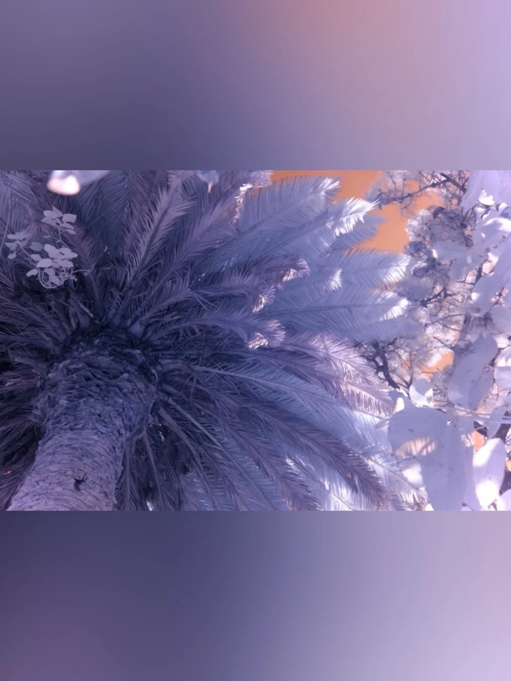 Fujifilm X100V with Infrared SuperColor Conversion